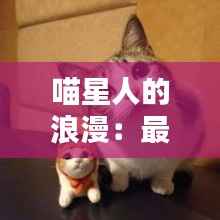 喵星人的浪漫:最新猫咪情侣头像大揭秘