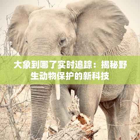 大象到哪了实时追踪:揭秘野生动物保护的新科技