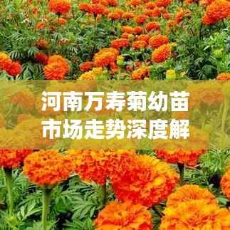 河南万寿菊幼苗市场走势深度解析