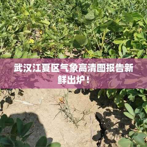 武汉江夏区气象高清图报告新鲜出炉！