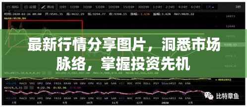 最新行情分享图片，洞悉市场脉络，掌握投资先机