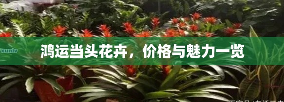 鸿运当头花卉,价格与魅力一览