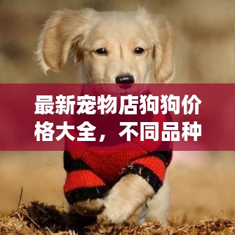 最新宠物店狗狗价格大全,不同品种狗狗售价一览表!