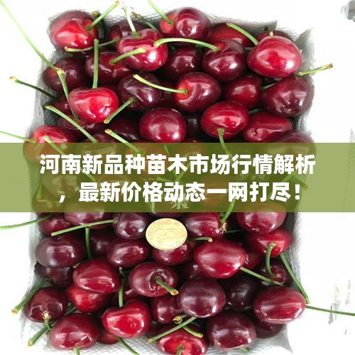 河南新品种苗木市场行情解析,最新价格动态一网打尽!