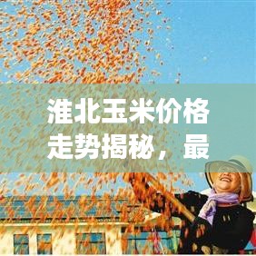 淮北玉米价格走势揭秘,最新行情分析与市场动态