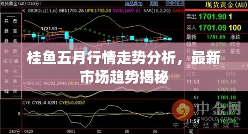 桂鱼五月行情走势分析，最新市场趋势揭秘
