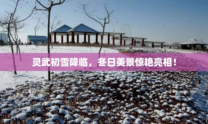 灵武初雪降临,冬日美景惊艳亮相!