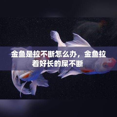 金鱼是拉不断怎么办，金鱼拉着好长的屎不断 