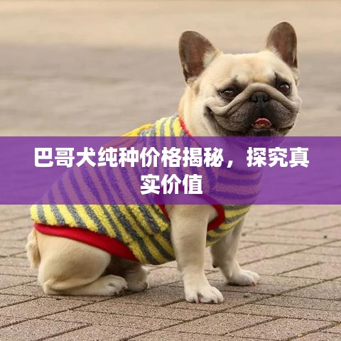 巴哥犬纯种价格揭秘，探究真实价值
