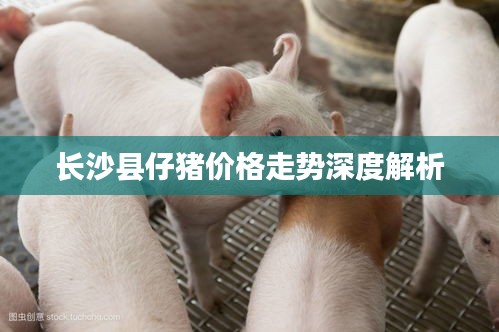 长沙县仔猪价格走势深度解析