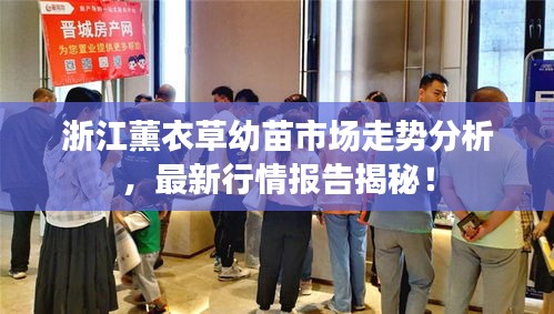 浙江薰衣草幼苗市场走势分析,最新行情报告揭秘!